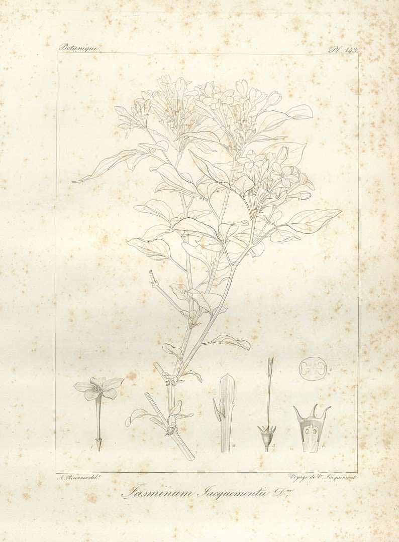 no HD illustration available (m1)