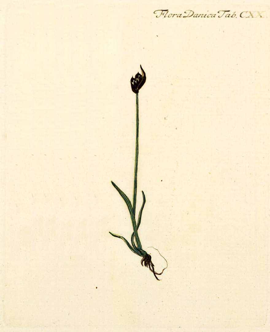 no HD illustration available (m3)