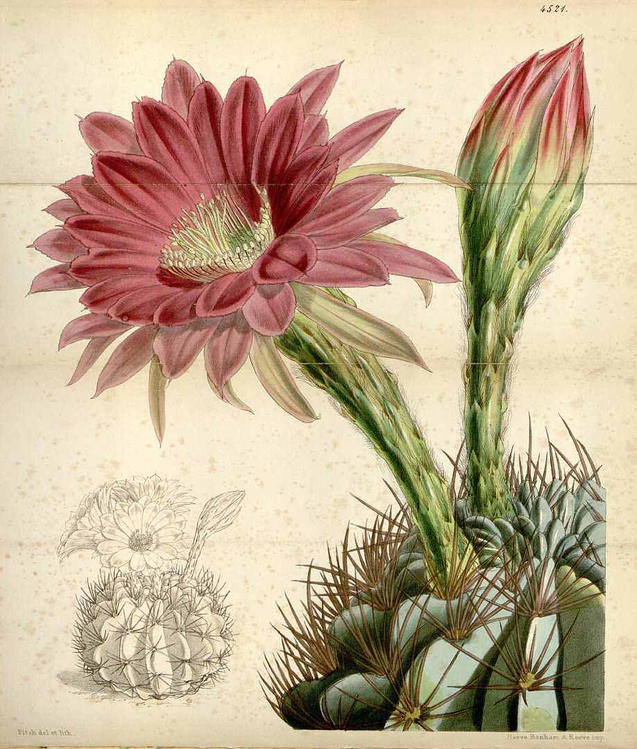 no HD illustration available (m1)