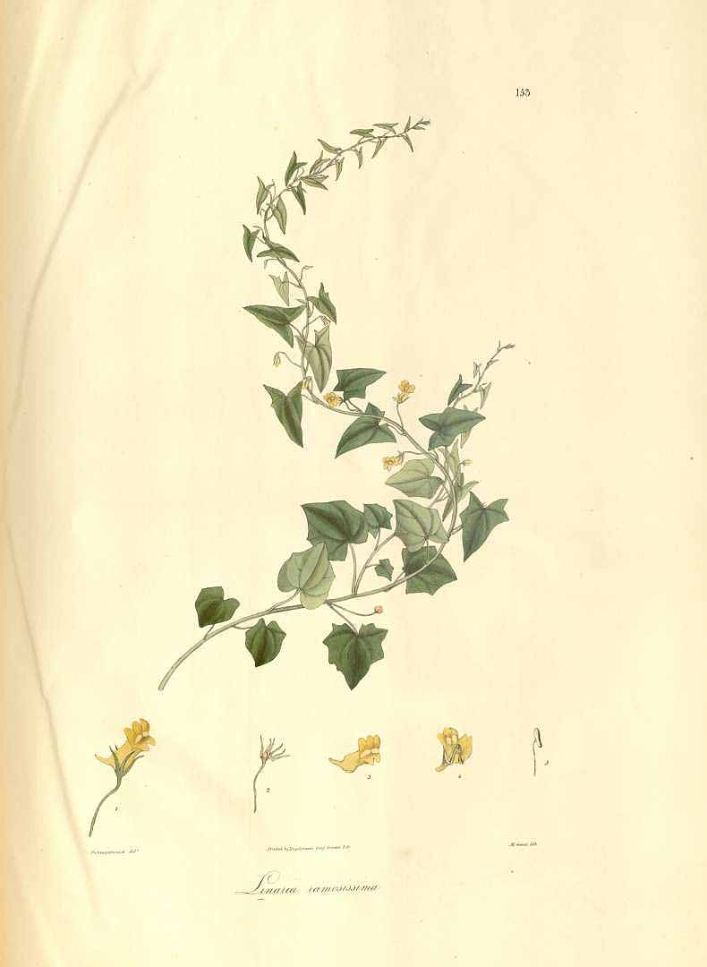 no HD illustration available (m1)