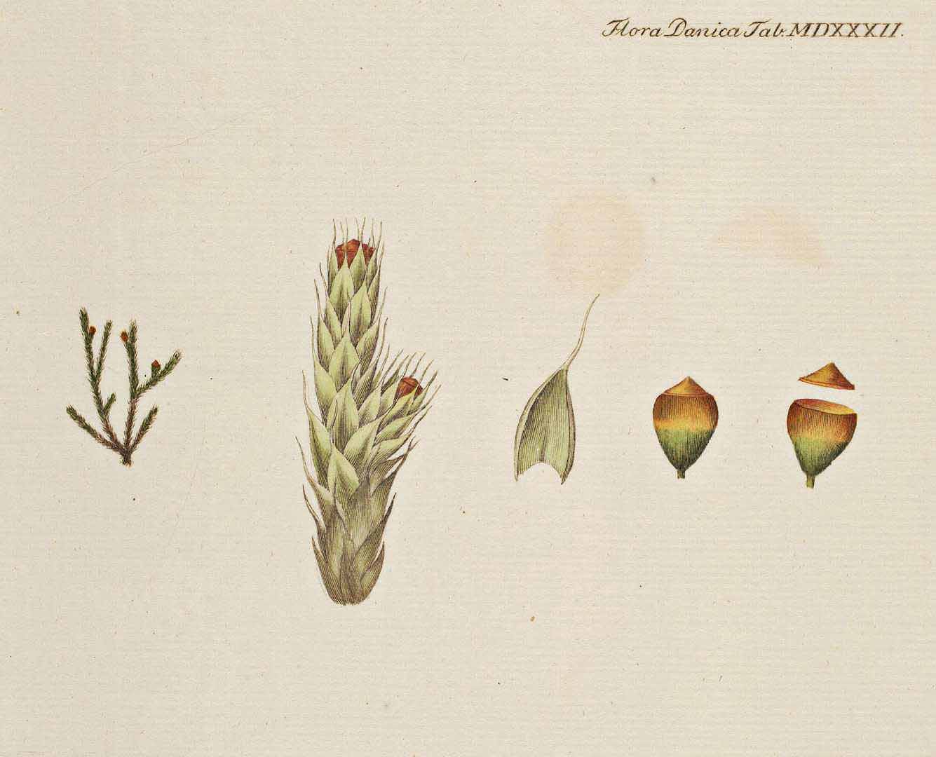 no HD illustration available (m5)
