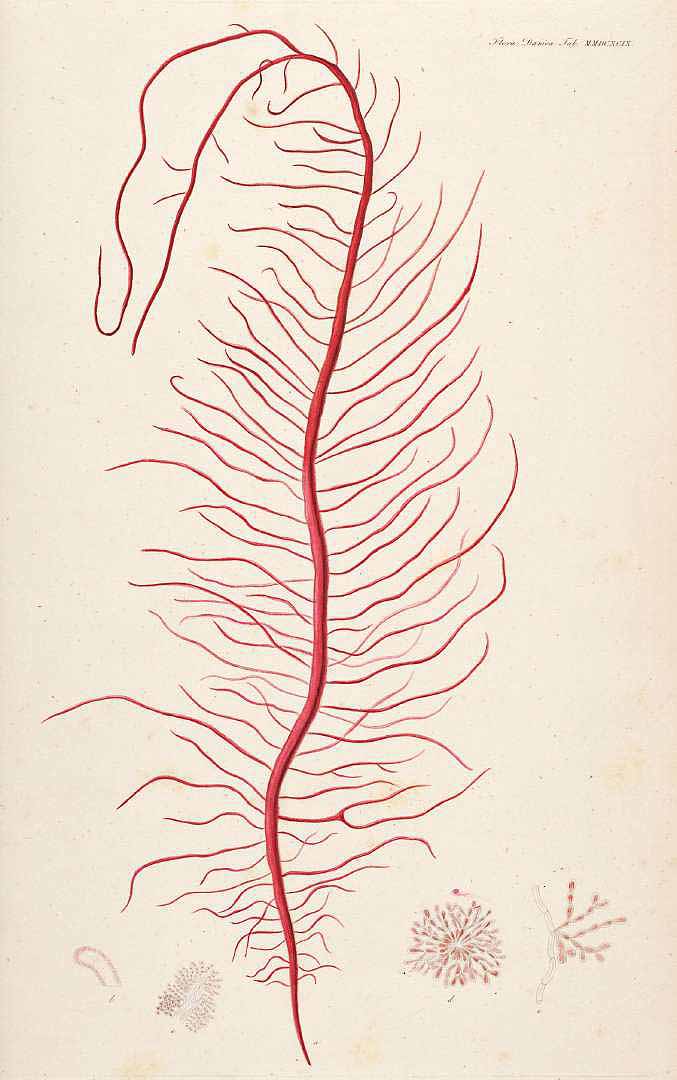 no HD illustration available (m3)