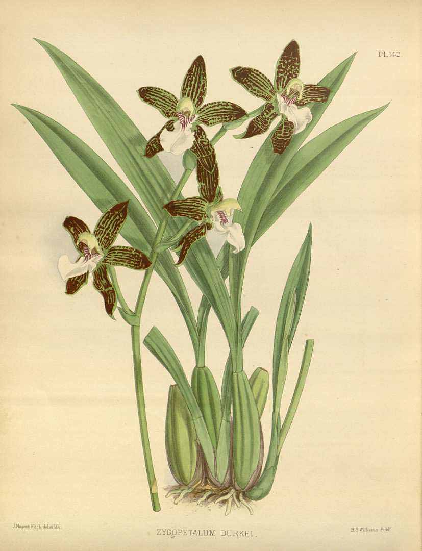 no HD illustration available (m3)
