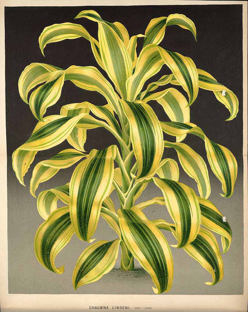 no HD illustration available (m1)