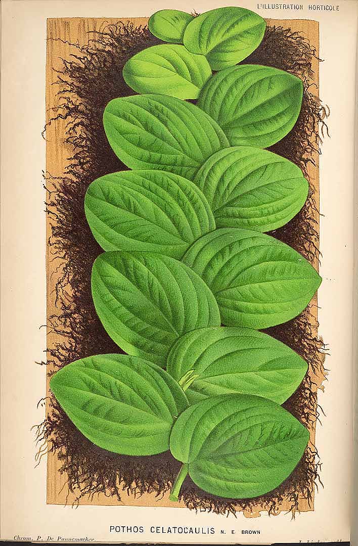 no HD illustration available (m1)