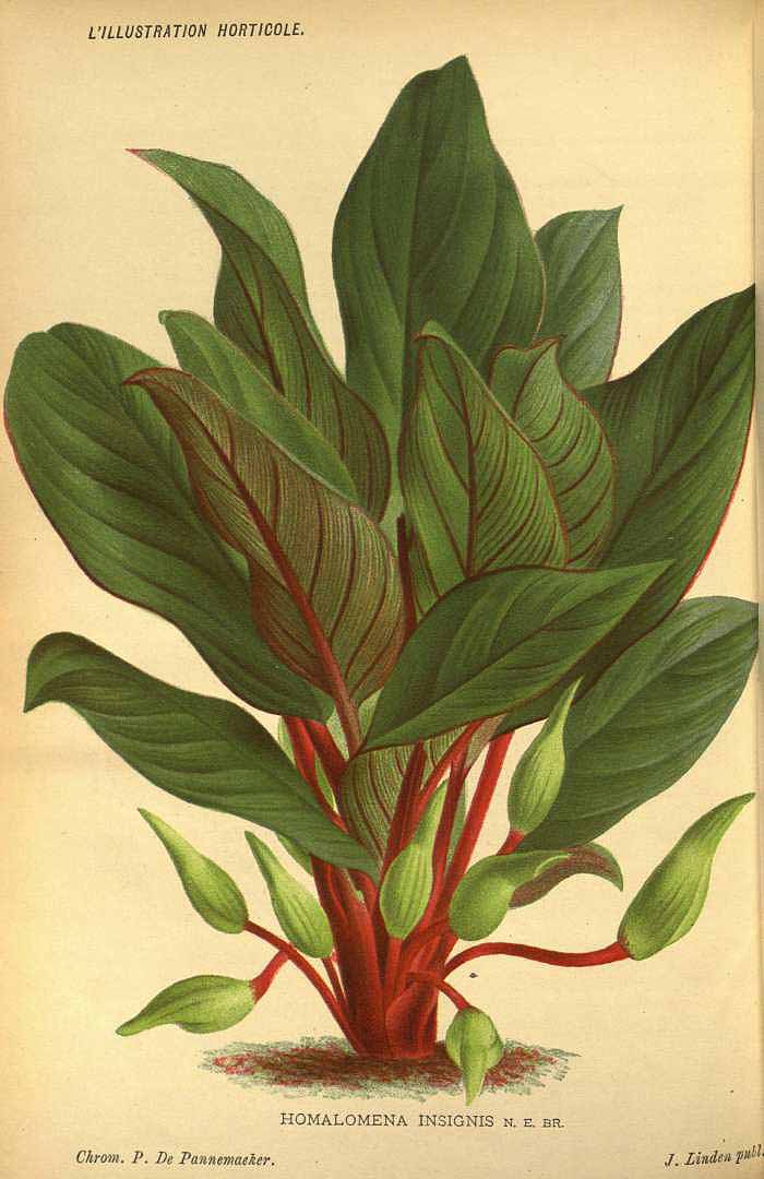 no HD illustration available (m1)