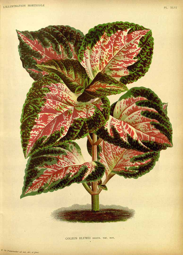 no HD illustration available (m1)