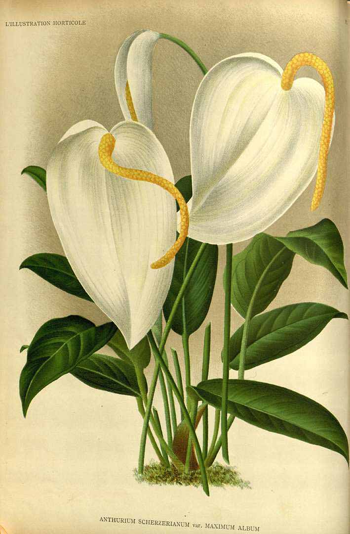no HD illustration available (m1)