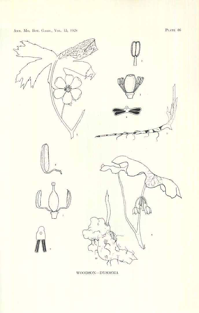 no HD illustration available (m1)