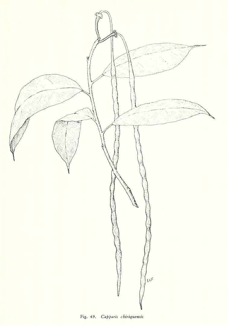 no HD illustration available (m5)