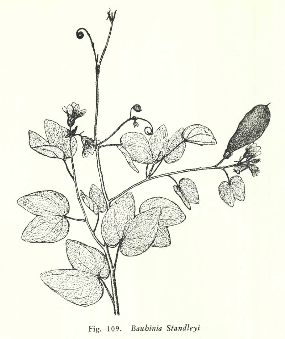 no HD illustration available (m3)