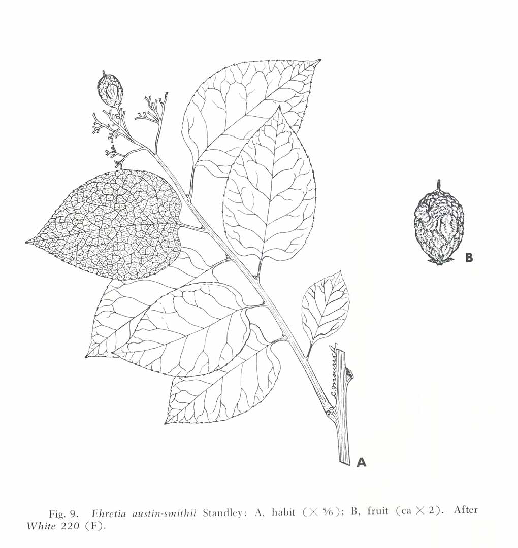 no HD illustration available (m5)