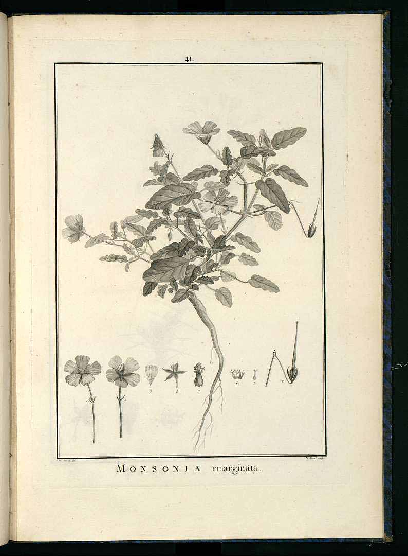 no HD illustration available (m1)