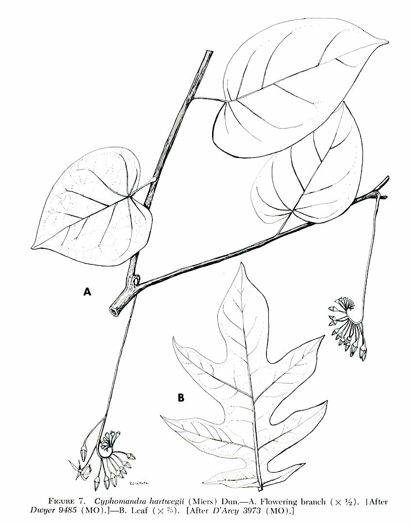 no HD illustration available (m1)