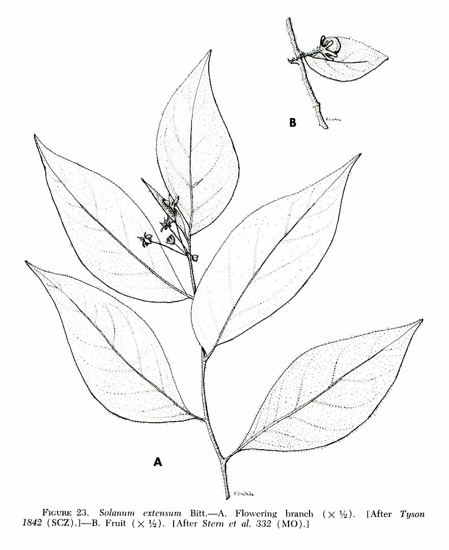 no HD illustration available (m1)