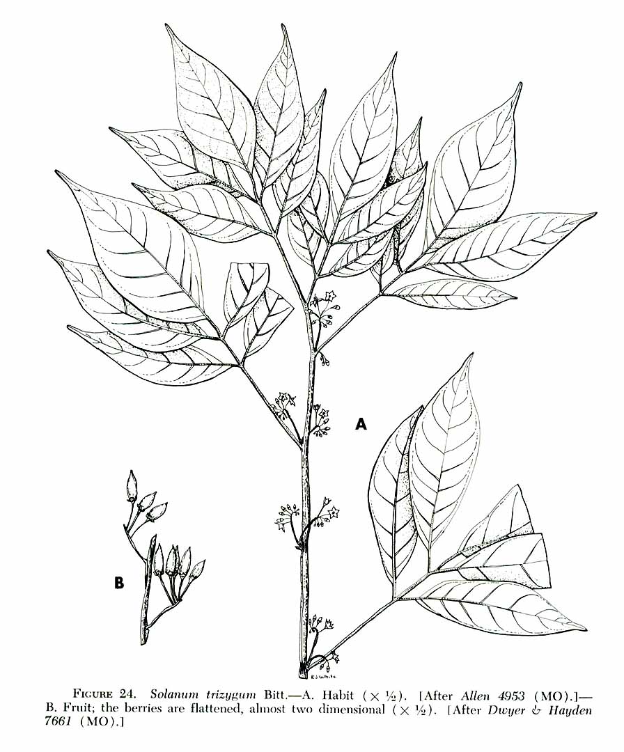 no HD illustration available (m1)