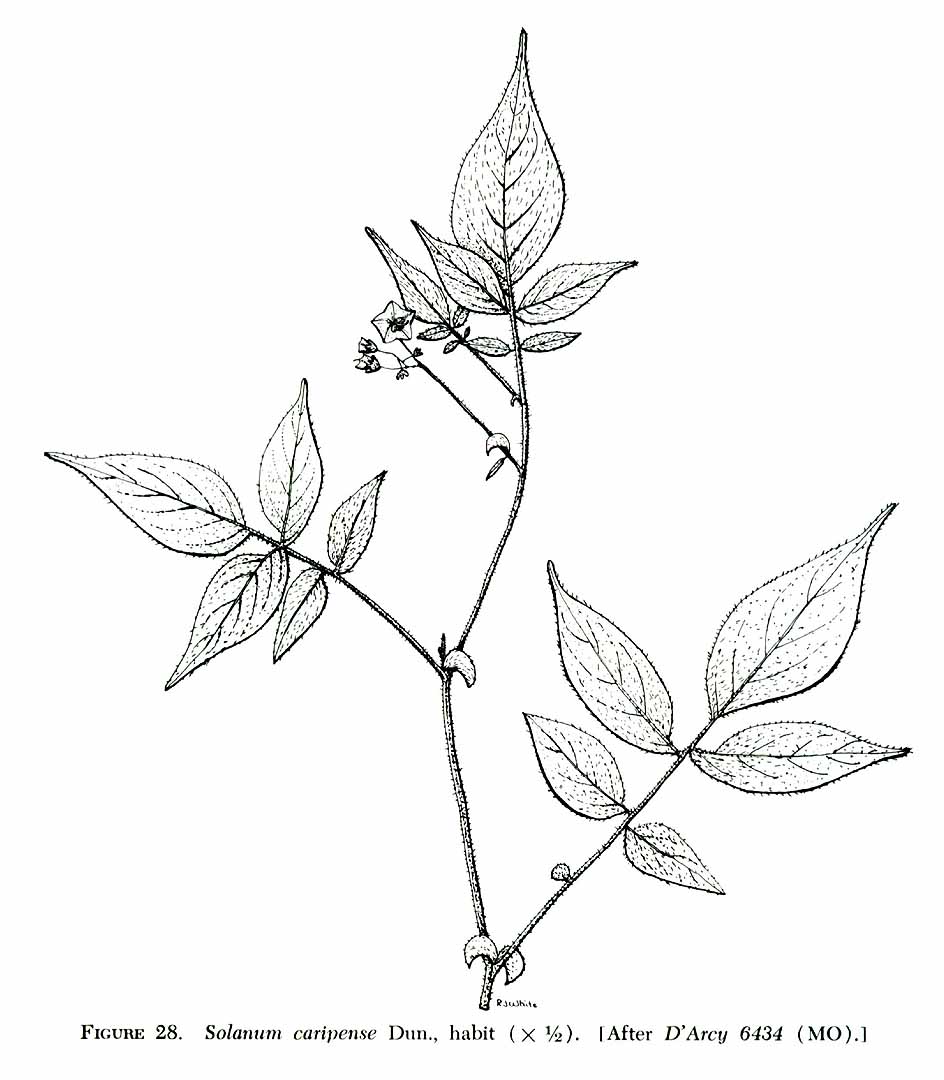 no HD illustration available (m1)