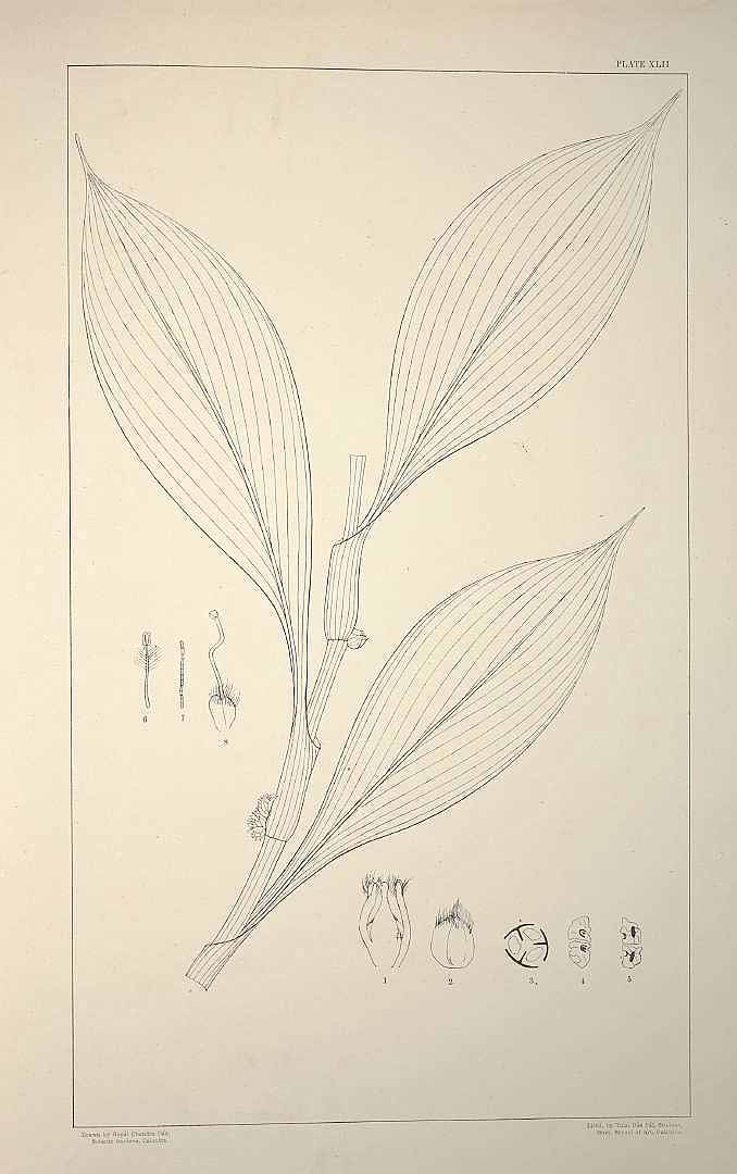 no HD illustration available (m1)