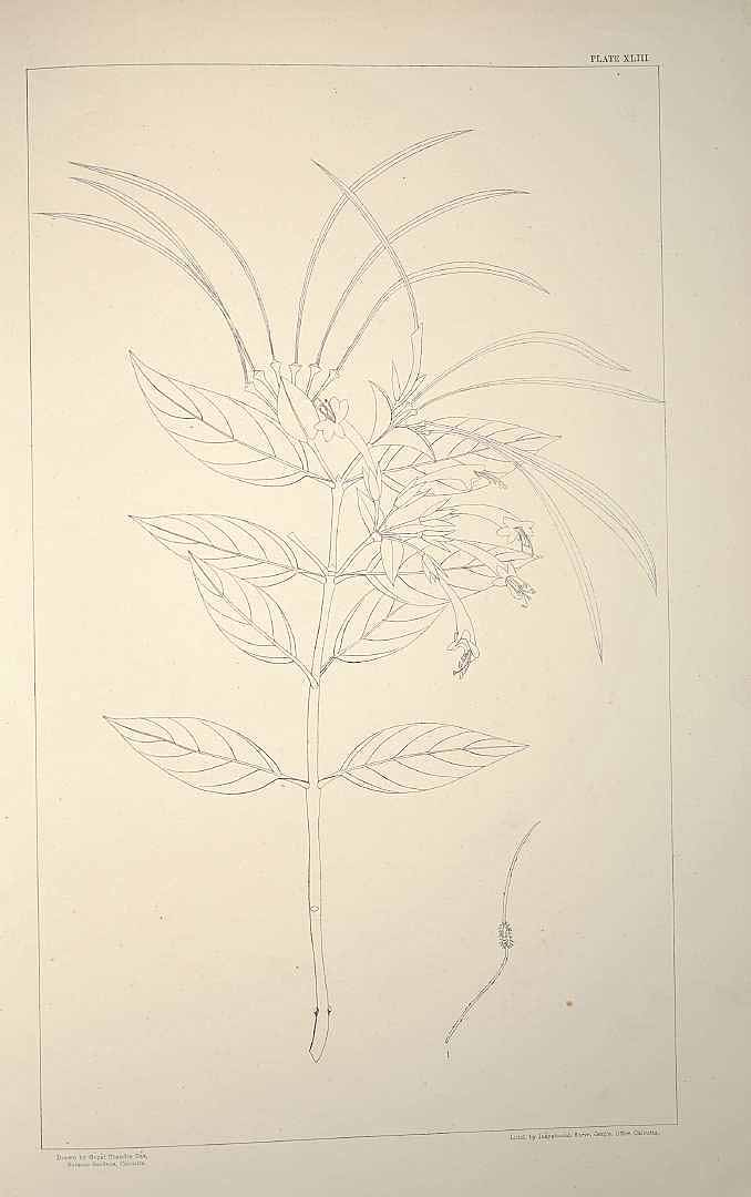 no HD illustration available (m1)