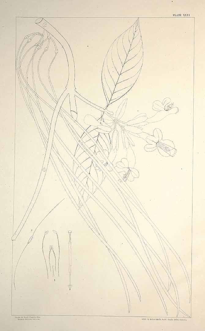 no HD illustration available (m1)