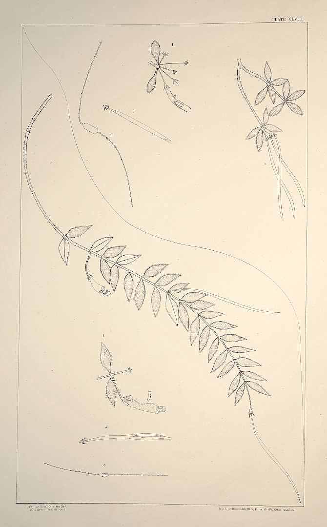 no HD illustration available (m1)
