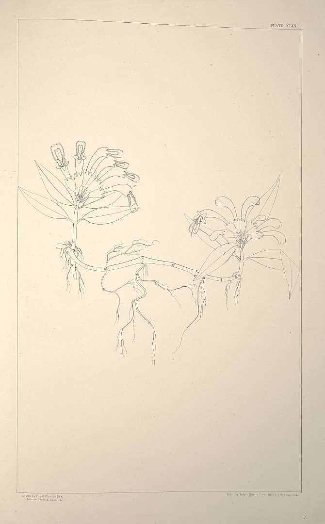 no HD illustration available (m1)