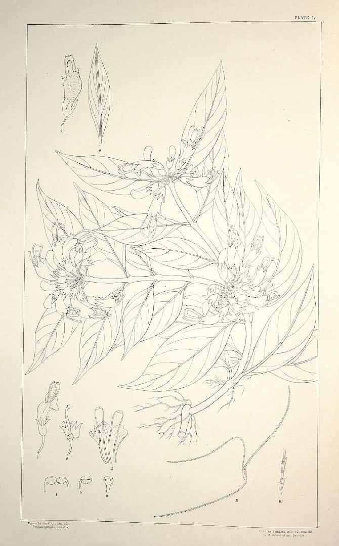 no HD illustration available (m1)