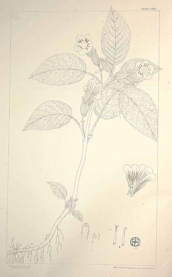 no HD illustration available (m1)