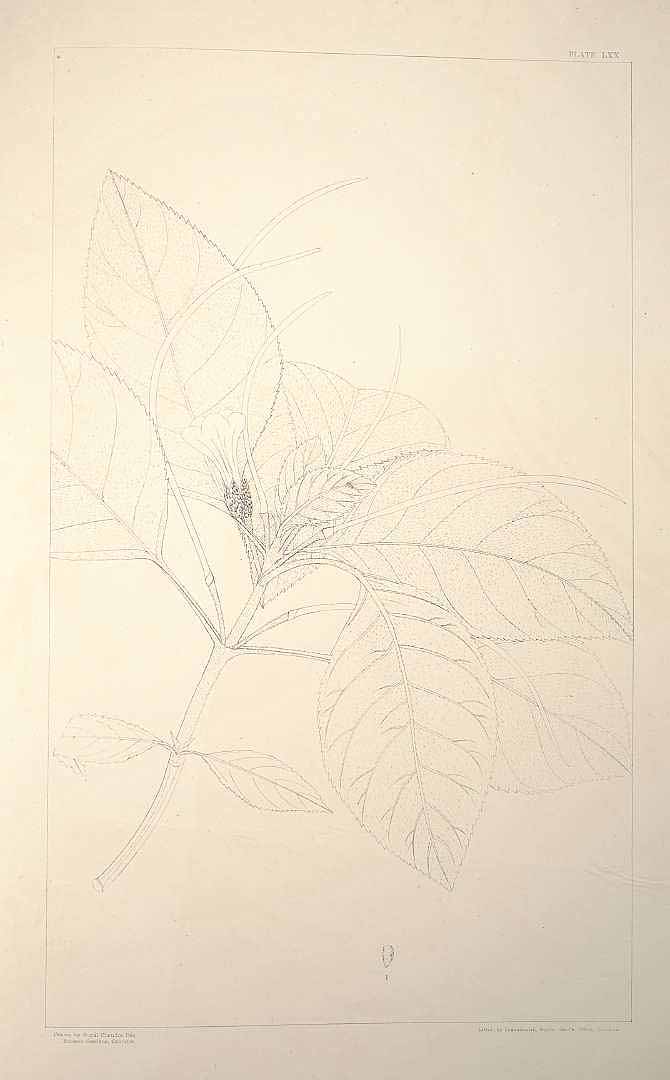 no HD illustration available (m1)