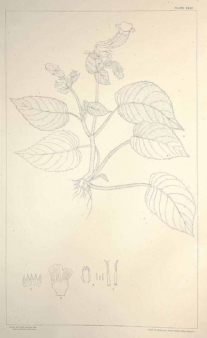 no HD illustration available (m1)