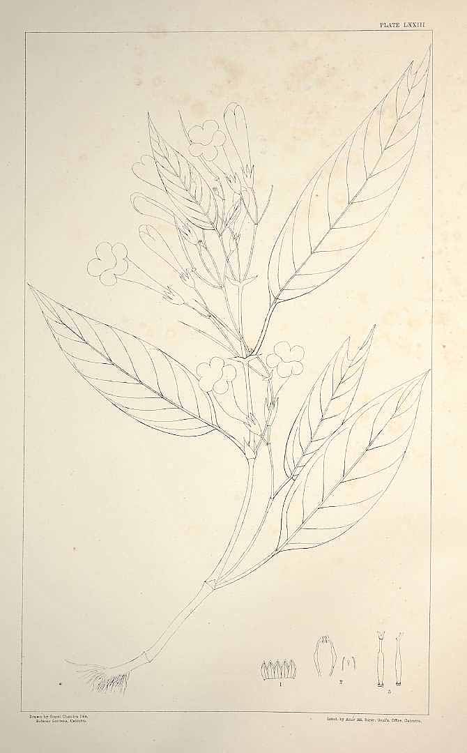 no HD illustration available (m1)