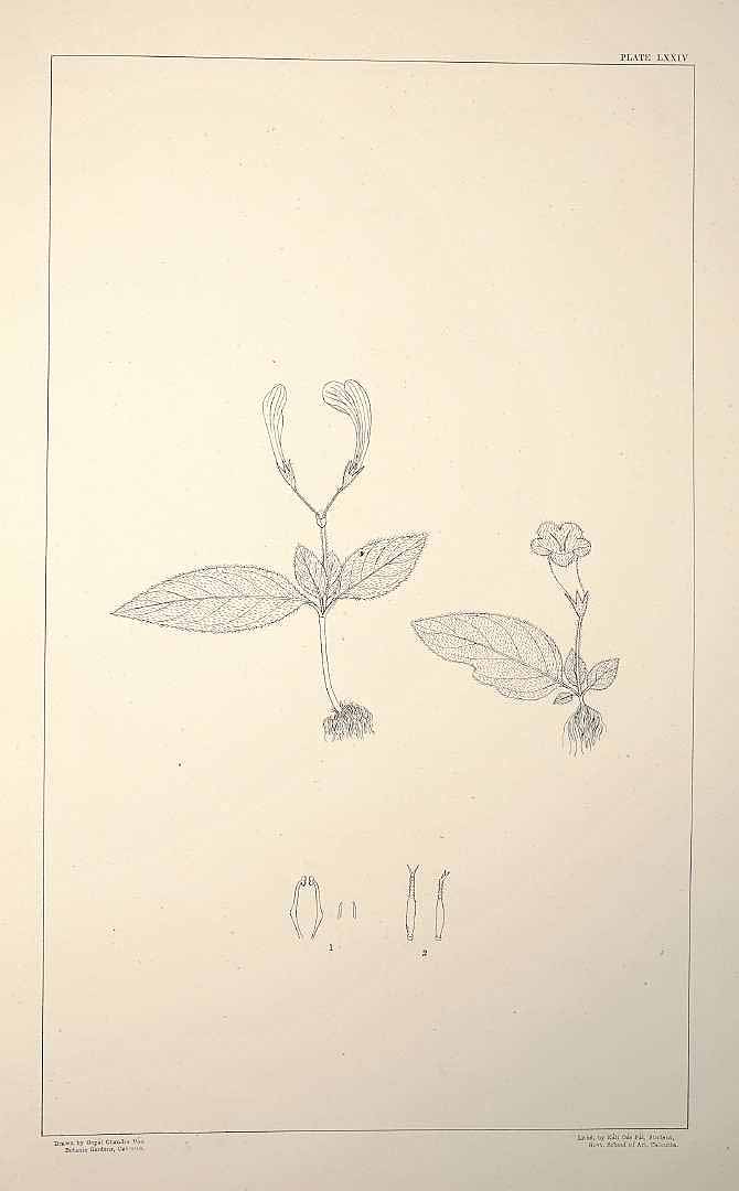 no HD illustration available (m1)