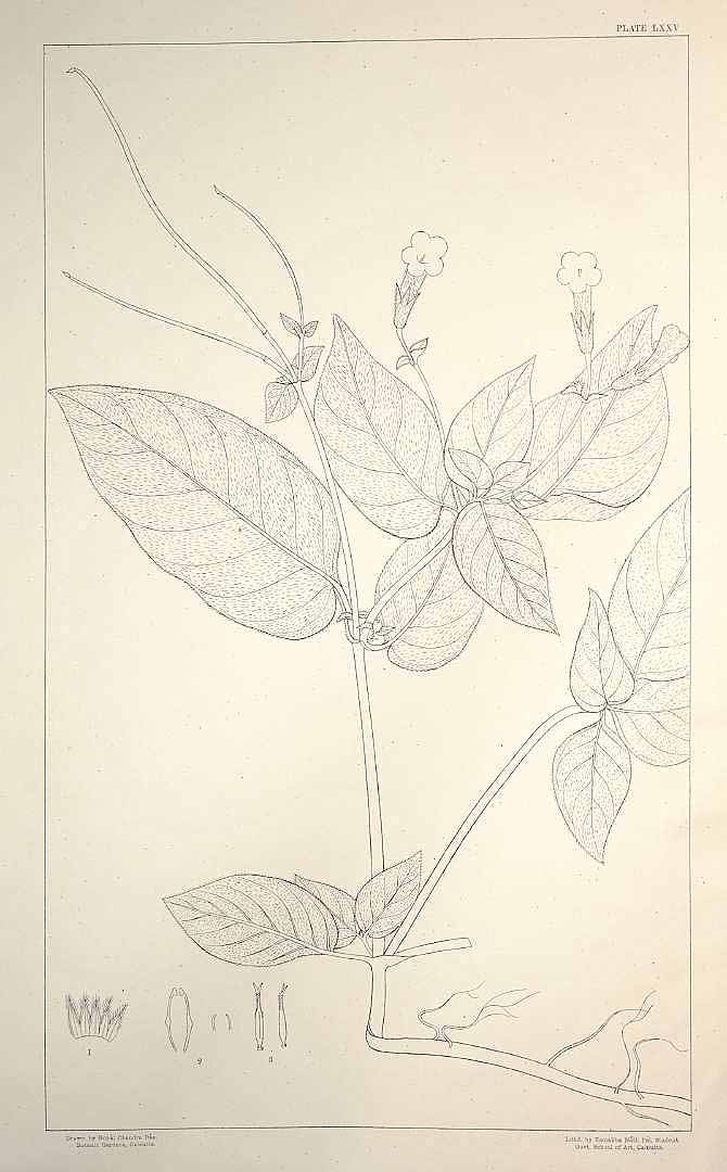 no HD illustration available (m1)