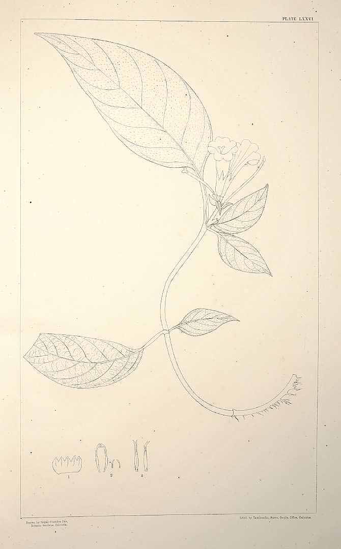 no HD illustration available (m1)