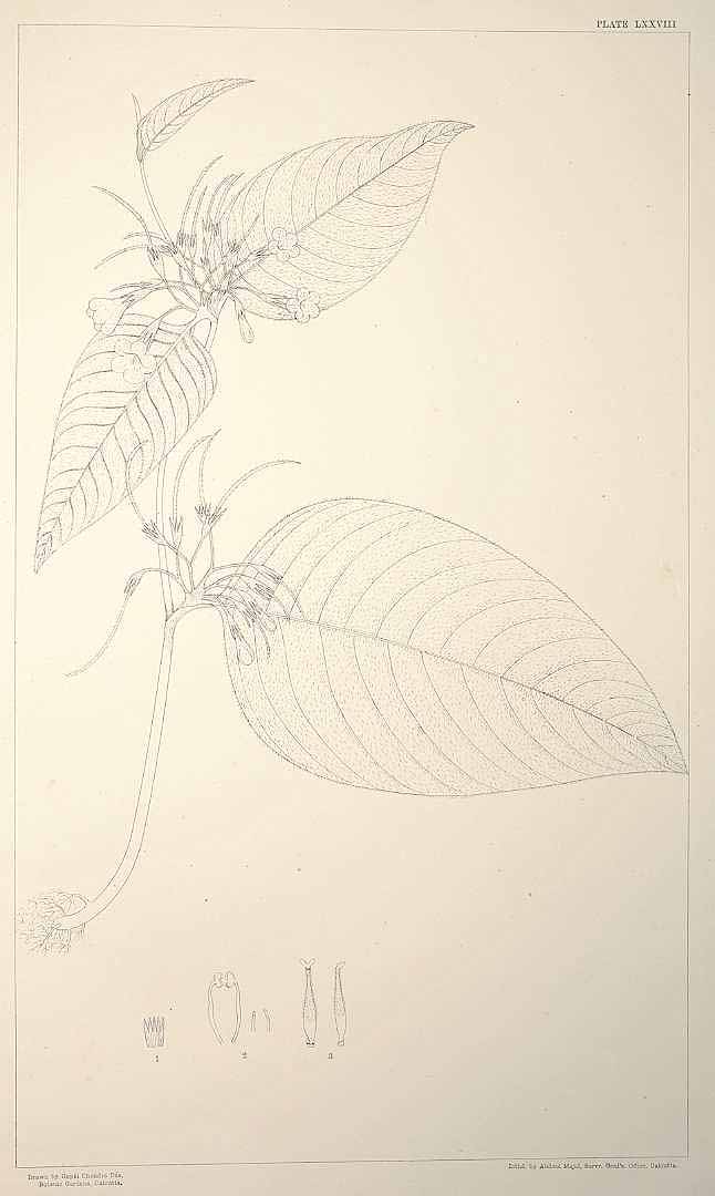 no HD illustration available (m1)