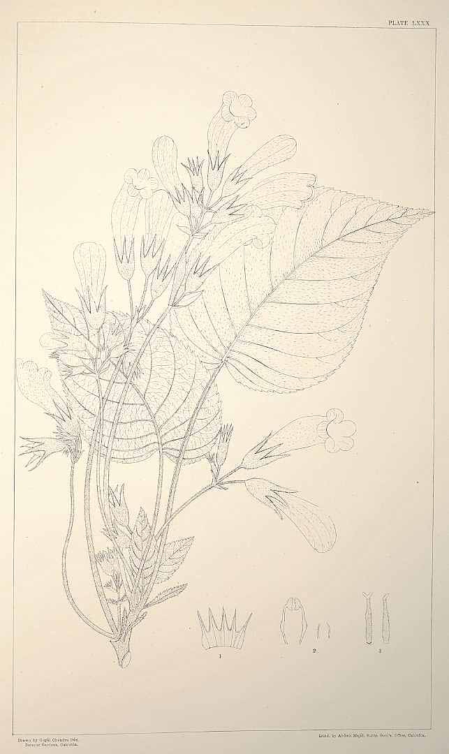 no HD illustration available (m1)