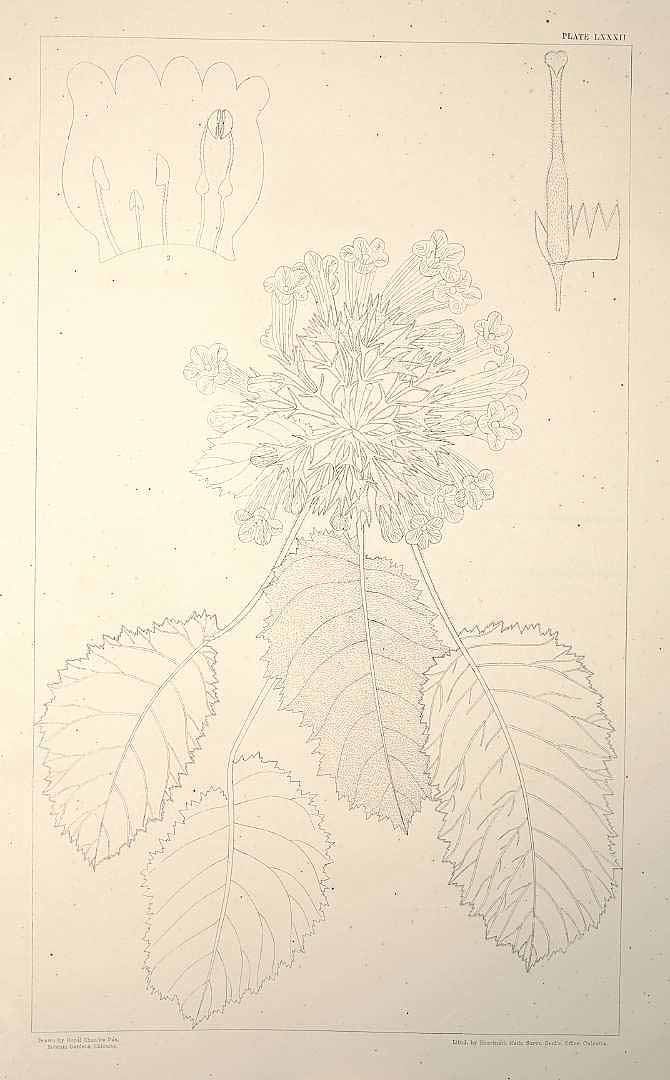 no HD illustration available (m1)