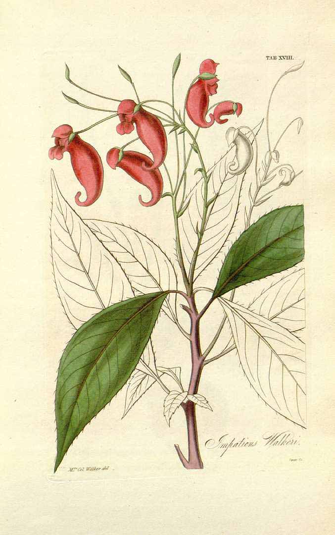no HD illustration available (m3)
