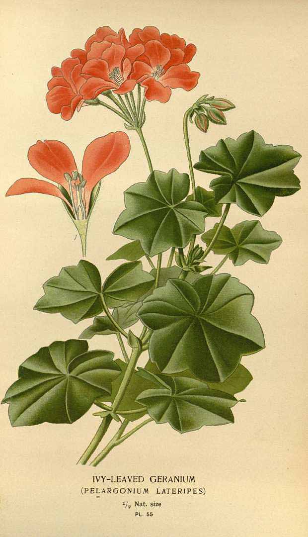 no HD illustration available (m1)