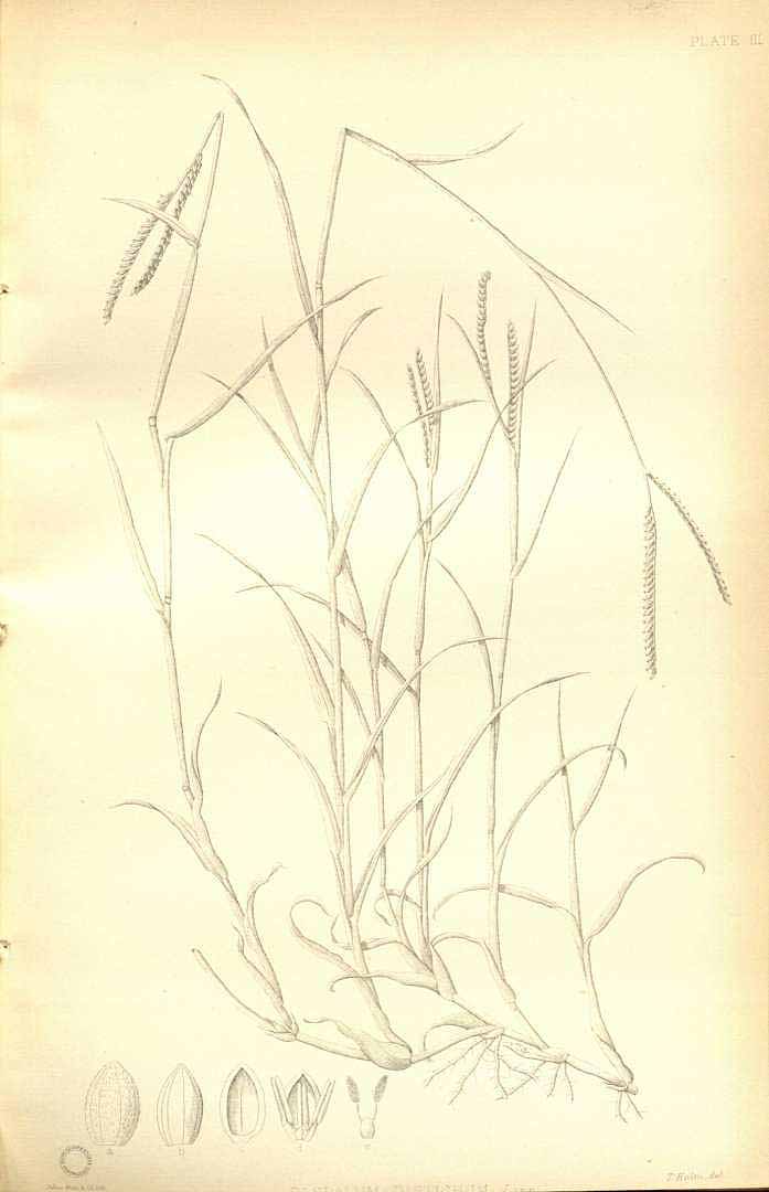 no HD illustration available (m1)