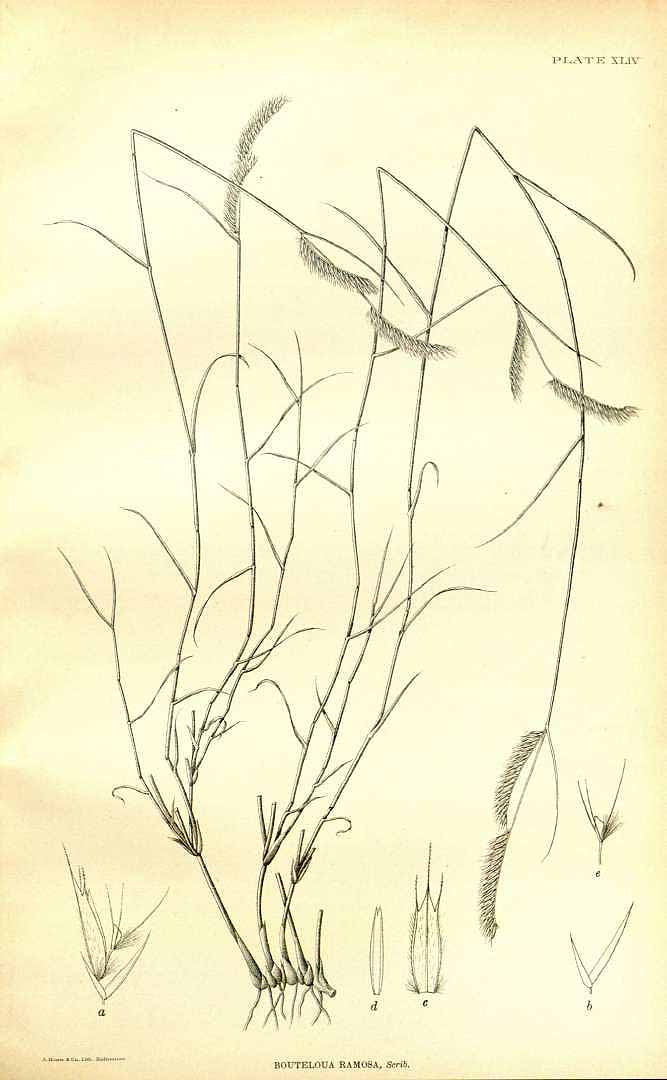 no HD illustration available (m5)