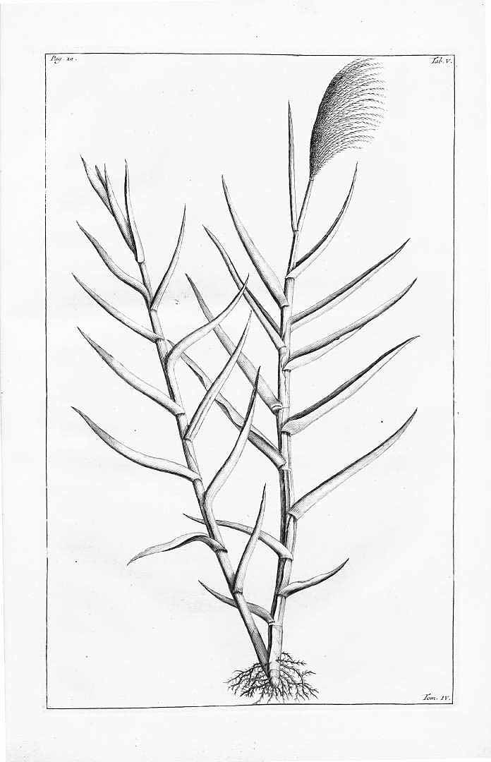 no HD illustration available (m1)
