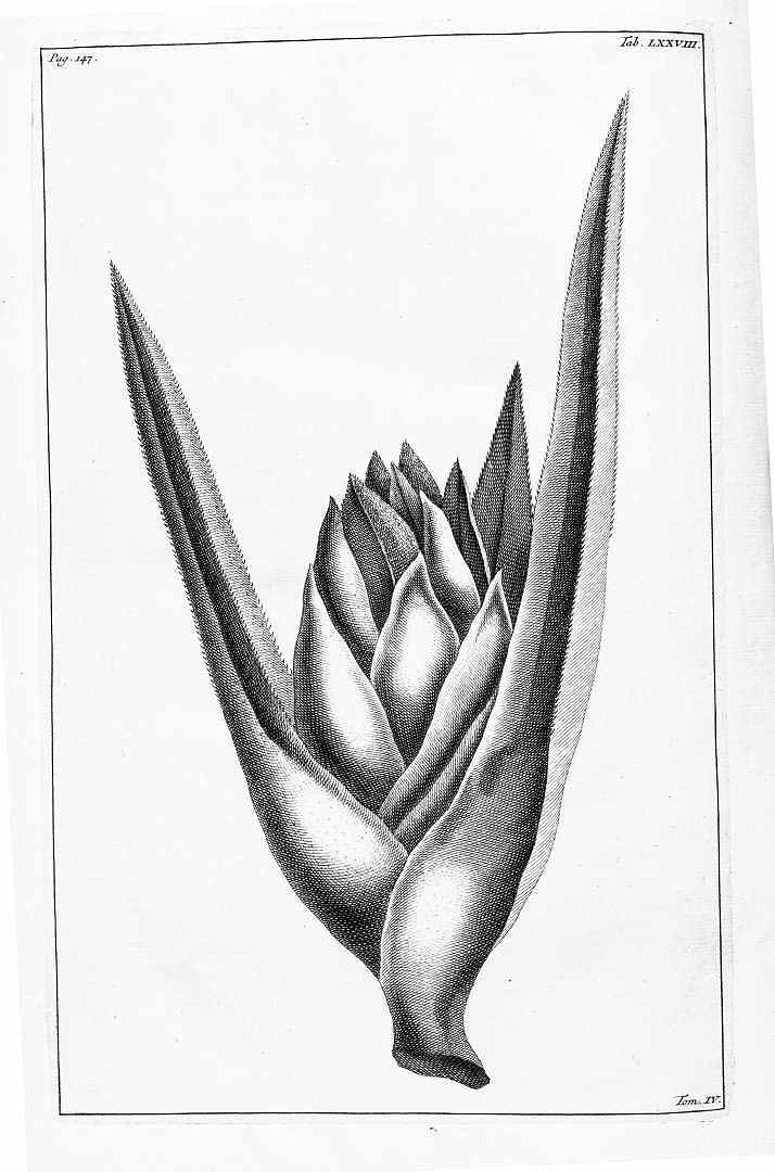 no HD illustration available (m1)