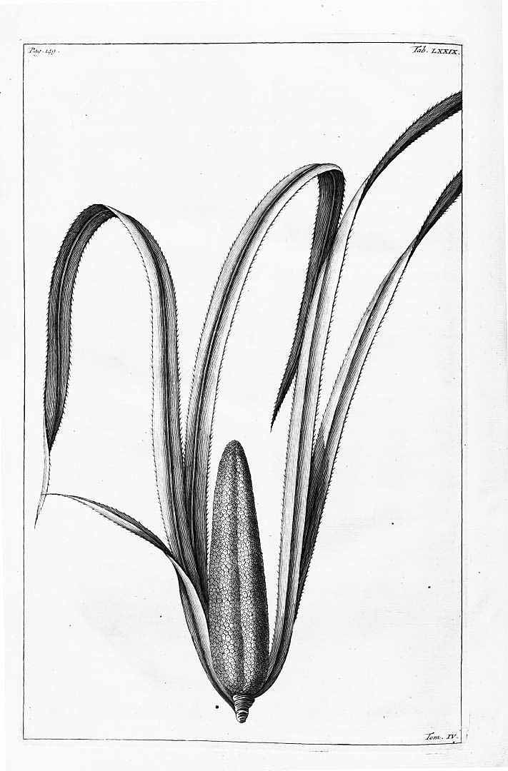 no HD illustration available (m1)
