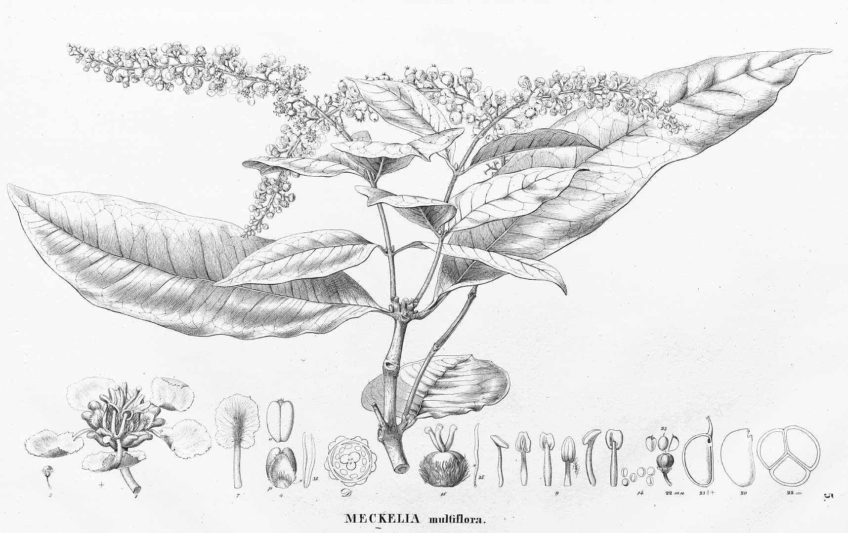 no HD illustration available (m5)