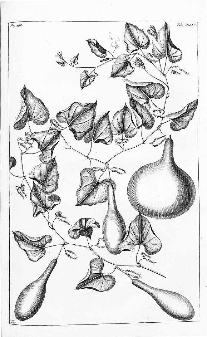 no HD illustration available (m1)