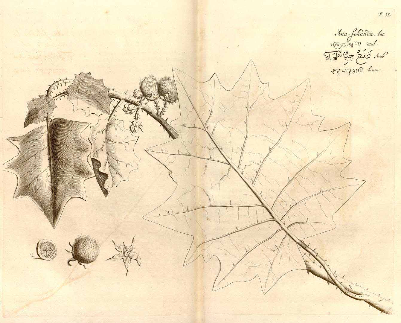 no HD illustration available (m2)