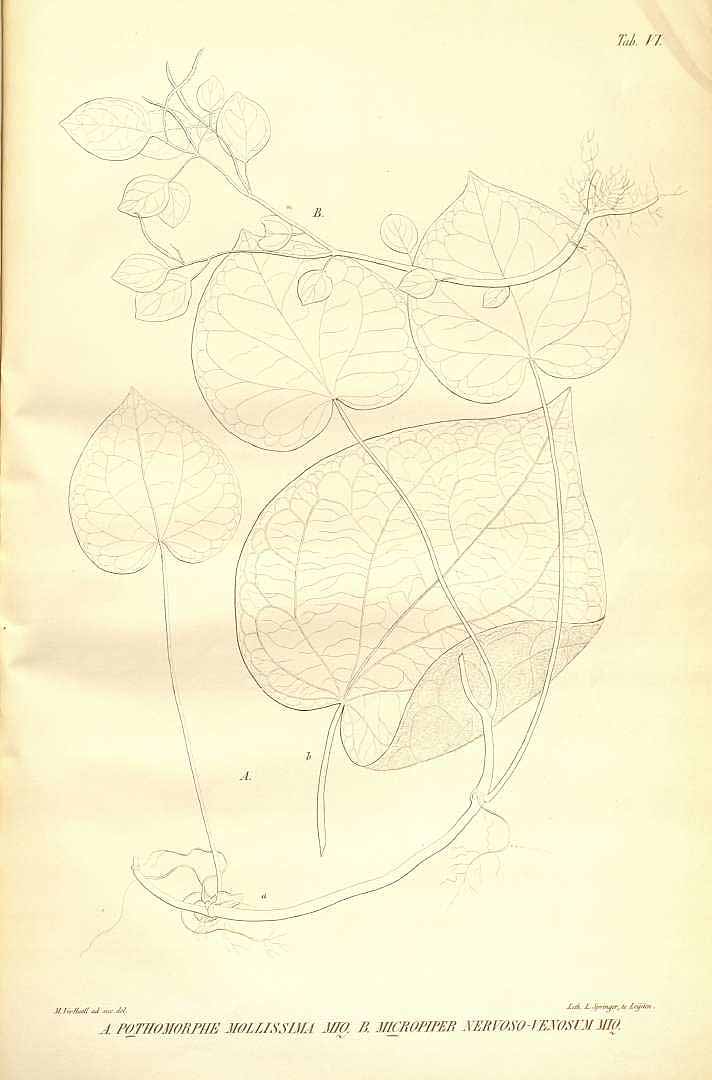 no HD illustration available (m1)