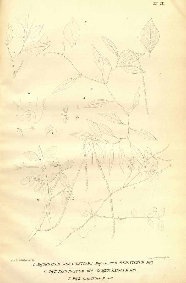 no HD illustration available (m1)