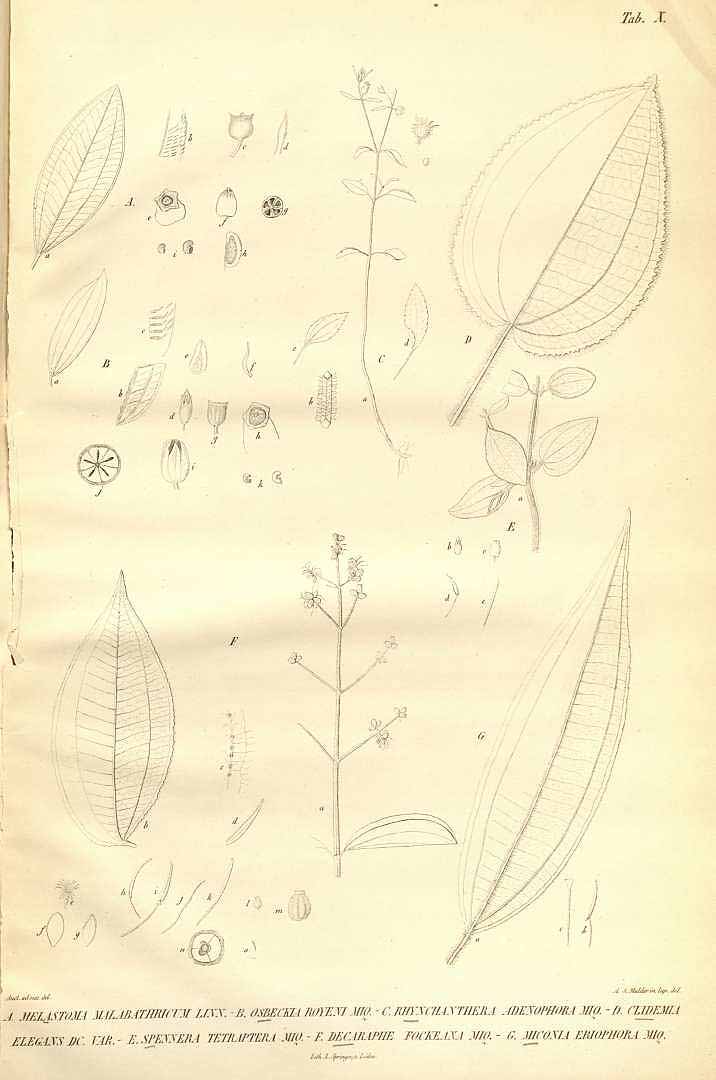 no HD illustration available (m1)